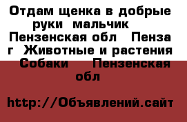 Отдам щенка в добрые руки (мальчик). - Пензенская обл., Пенза г. Животные и растения » Собаки   . Пензенская обл.